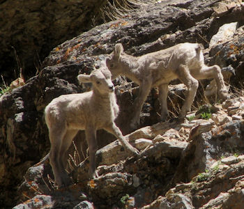 Rockey Mountain Bighorn lambs in the Ruby Mountains 2012