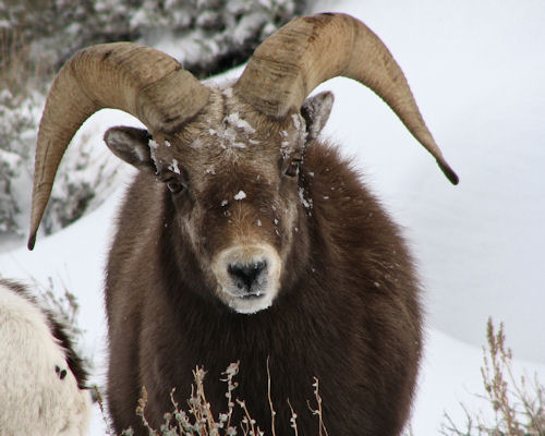 Rockey Mountain Bighorn Ram in the Ruby Mountains 2010