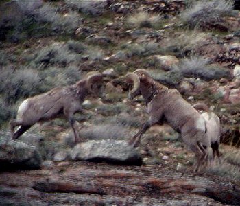 Rocky Mountain Bighorn Sheep fighting in the Ruby Mountains