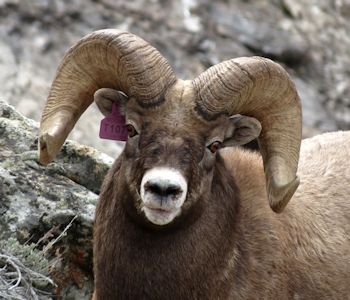 Rocky Mountain Bighorn Rams in the Ruby Mountains