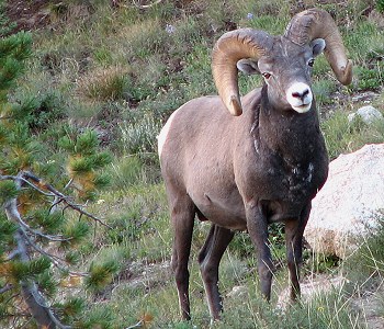 Rocky Mountain Bighorn Sheep from the Ruby Mountains
