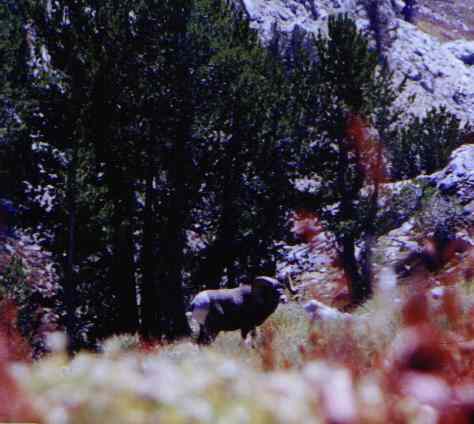 Rocky Mountain Bighorn Sheep from the Ruby Mountains