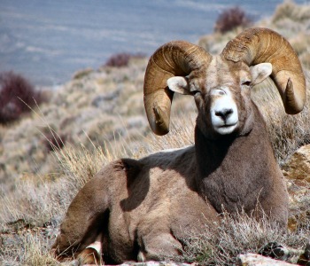 Rocky Mountain Bighorn Sheep from the Ruby Mountains