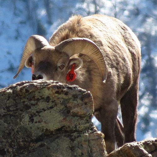 Rocky Mountain Bighorn Sheep fighting in the Ruby Mountains