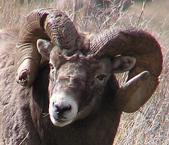 Rocky Mountain Bighorn Sheep from the Ruby Mountains