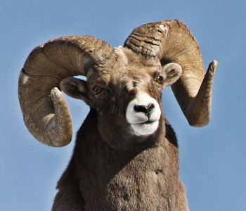 Rockey Mountain Bighorn Ram in the Ruby Mountains