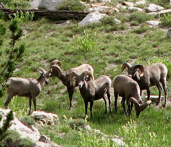 Rocky Mountain Bighorn Sheep from the Ruby Mountains