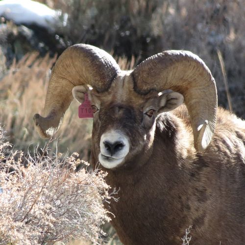 Rocky Mountain Bighorn Rams in the Ruby Mountains