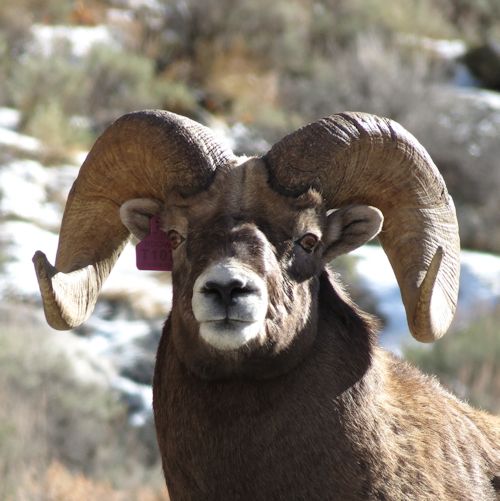 Rocky Mountain Bighorn Sheep from the Ruby Mountains