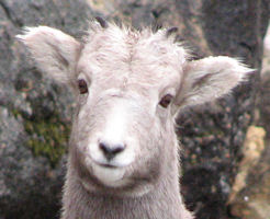 aging bighorn rams 6 months old