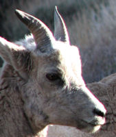 aging bighorn rams 1 year old