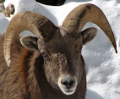 aging bighorn rams 2 1/2 years old