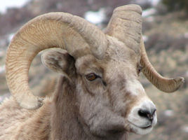 aging bighorn rams 4 years old