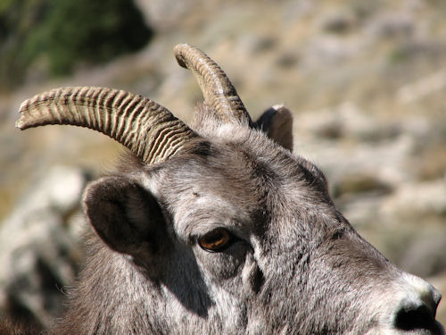 how to age bighorn ewes
