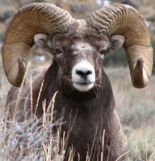 Go To Bighorn Sheep Page