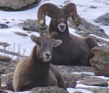 Rocky Mountain Bighorn Sheep from the Ruby Mountains