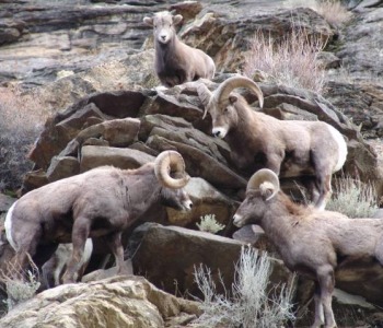 Rocky Mountain Bighorn Sheep from the Ruby Mountains