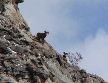 Rocky Mountain Bighorn Sheep from the Ruby Mountains