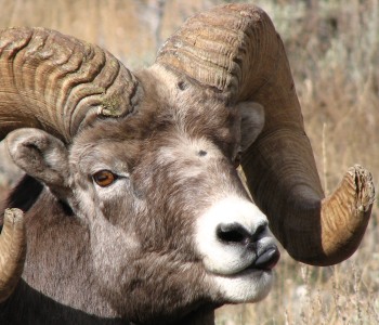 Rocky Mountain Bighorn Sheep track in the Ruby Mountains