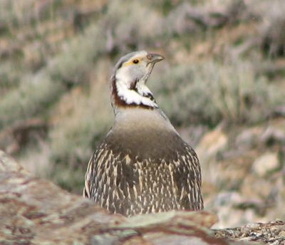 Himalayan Snowcock