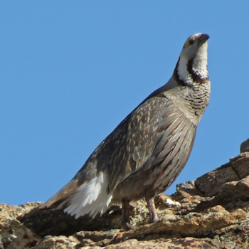 Himalayan Snowcock in the Ruby Mountains