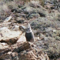 Himalayan Snowcock in the Ruby Mountains