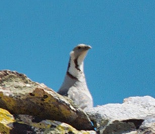 Himalayan Snowcock in the Ruby Mountains