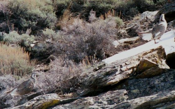 Himalayan Snowcock in the Ruby Mountains