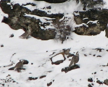 Himalayan Snowcock in the Ruby Mountains