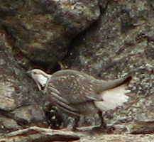 Himalayan Snowcock in the Ruby Mountains