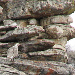 Himalayan Snowcock in the Ruby Mountains