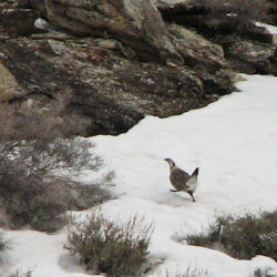 Himalayan Snowcock in the Ruby Mountains