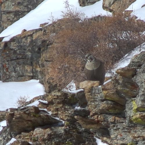 Himalayan Snowcock in the Ruby Mountains