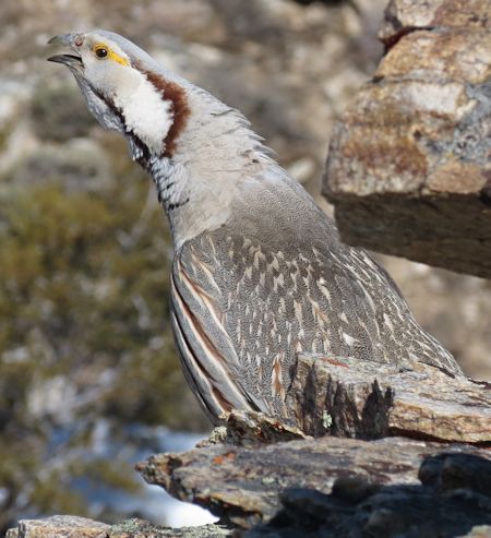 Himalayan Snowcock in the Ruby Mountains