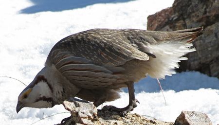 Himalayan Snowcock in the Ruby Mountains