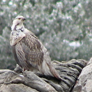 Himalayan Snowcock in the Ruby Mountains