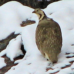 Himalayan Snowcock in the Ruby Mountains