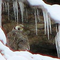 Himalayan Snowcock in the Ruby Mountains