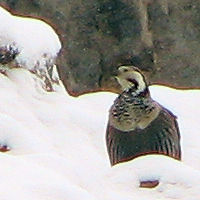 Himalayan Snowcock in the Ruby Mountains