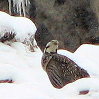 Himalayan Snowcock in the Ruby Mountains