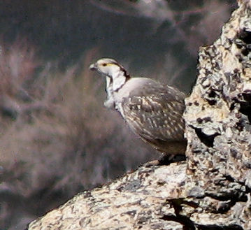 Himalayan Snowcock in the Ruby Mountains