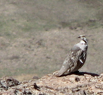 Himalayan Snowcock in the Ruby Mountains