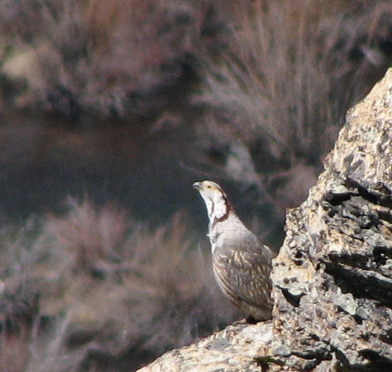 Himalayan Snowcock in the Ruby Mountains