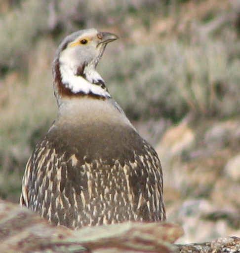 Himalayan Snowcock in the Ruby Mountains