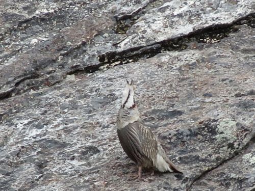 Himalayan Snowcock in the Ruby Mountains