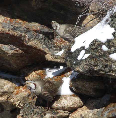 Himalayan Snowcock in the Ruby Mountains