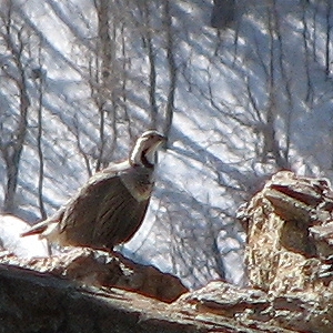 Himalayan Snowcock in the Ruby Mountains